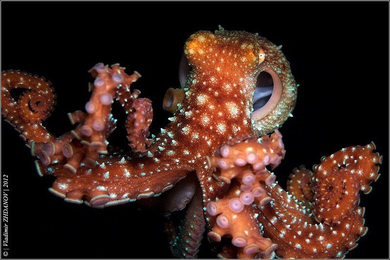 Дед Федул щёки надул... фото превью