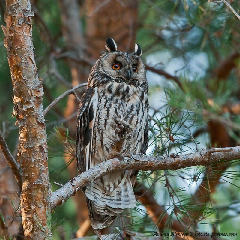 ушастая сова, совята, фотоохота из серии \