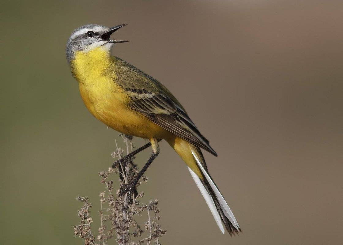 трясогузка, Ляпустин Юра