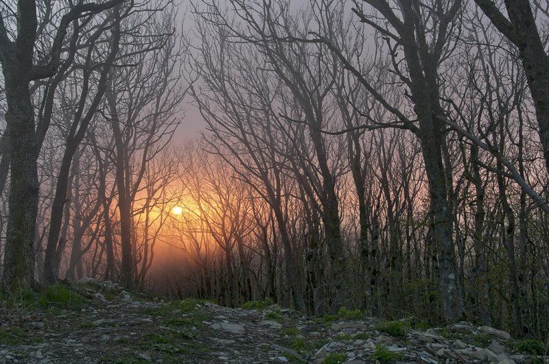 Там тишина, там леший бродит... фото превью