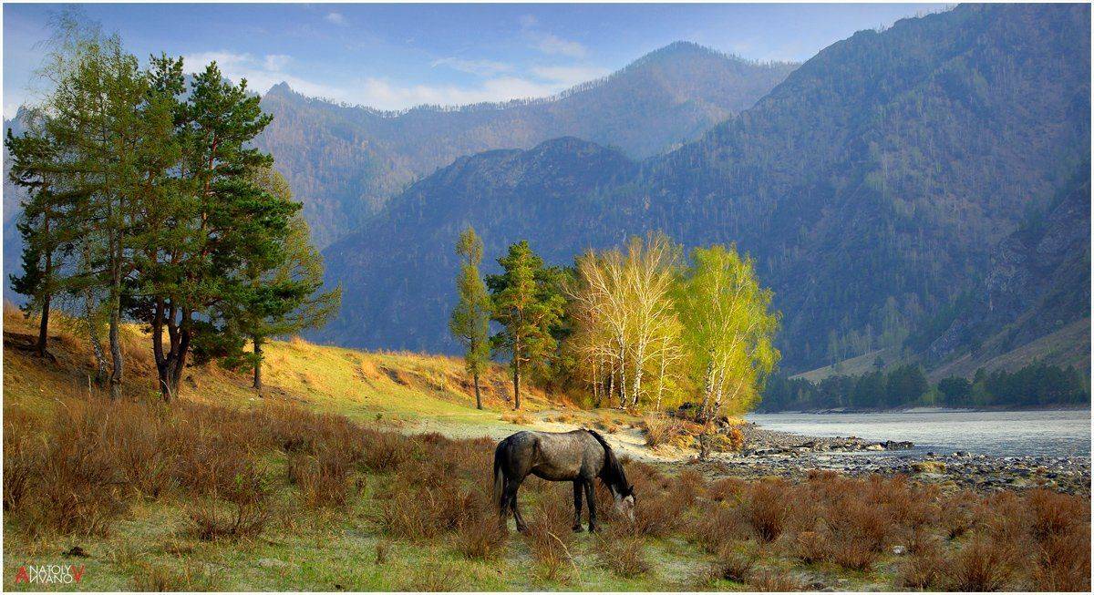 горный алтай, катунь, чемал, Анатолий Иванов