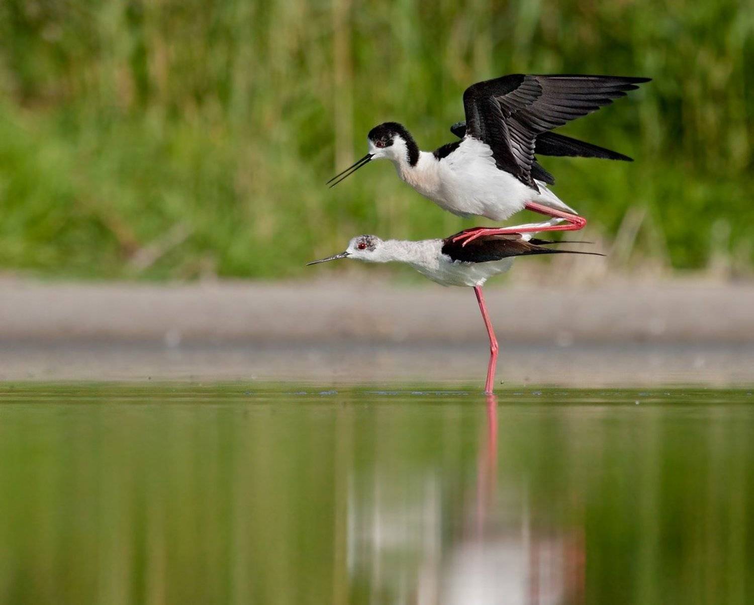 кулик , ходулочник , спаривание, Alena
