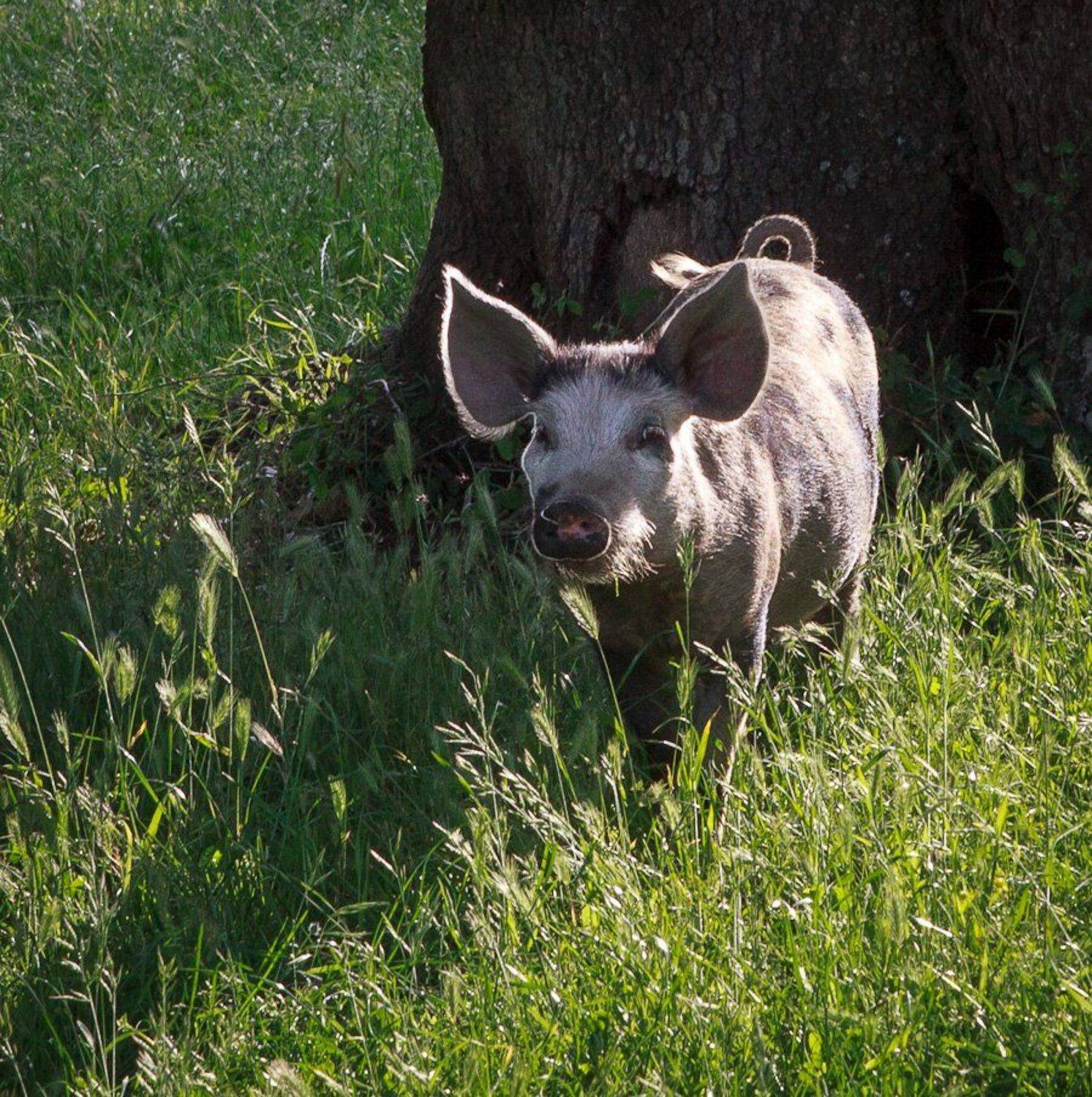 , Надежда Звягина / New Zealand