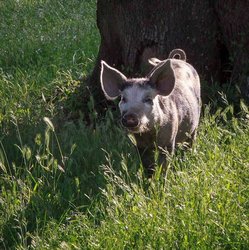 блаженный корсиканский свинтус фото превью