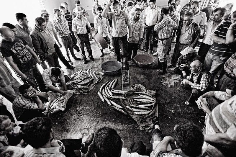 Рыбный аукцион фото превью