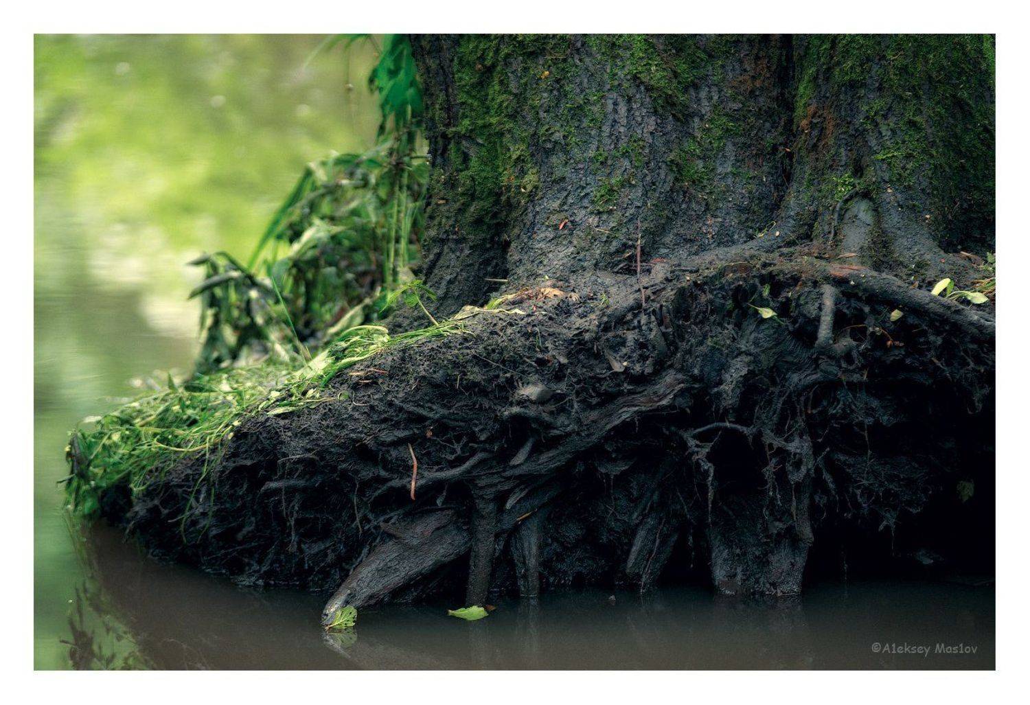 , Алексей Маслов