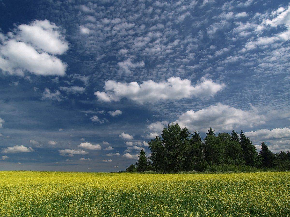 , Владимир Перепечаев