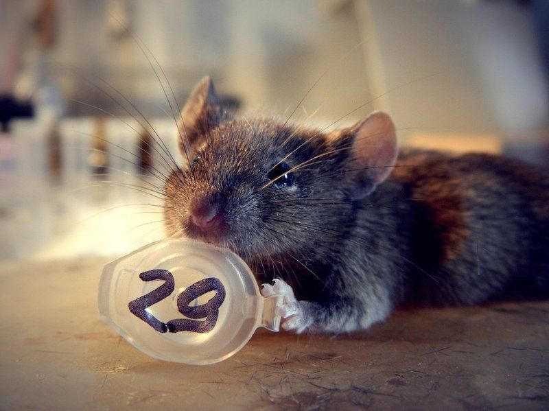 мышь, лаборатория Усы №29 фото превью