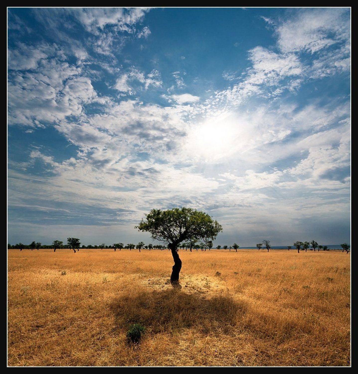 , Алексей Соловей