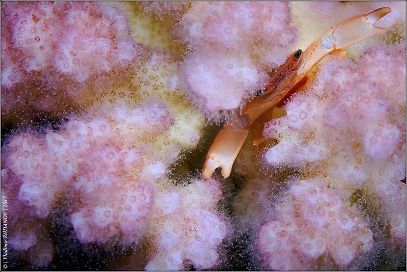 Underwater Glamour фото превью
