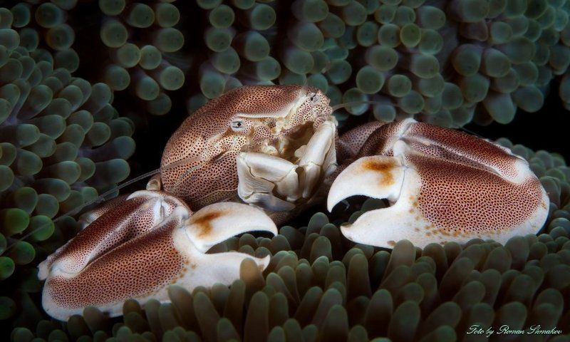 На страже порядка фото превью