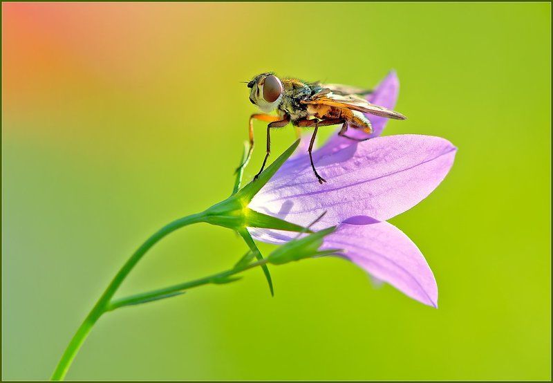 Они бывают разные. фото превью