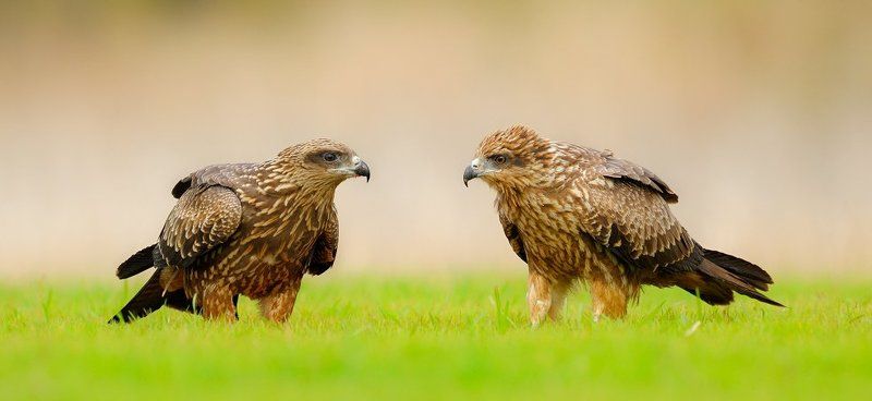 поговорим? фото превью
