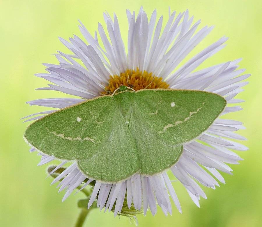 , Сергей Таланов