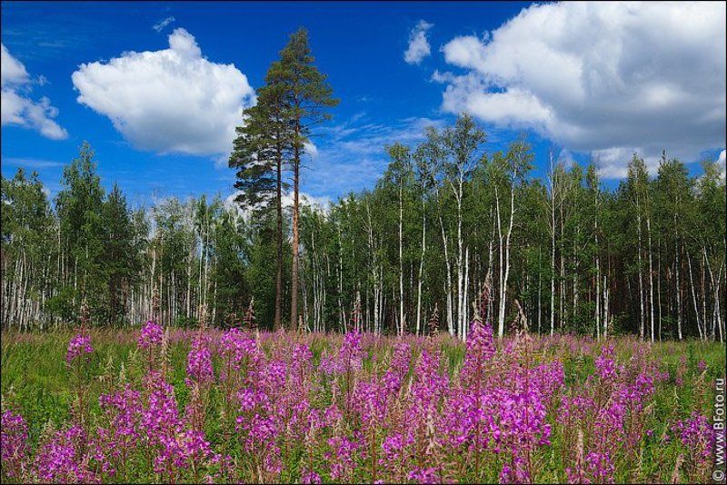 липецкая область, лето, пейзаж, июнь, 2012 Липецкая область, летний пейзаж, июнь 2012 фото превью