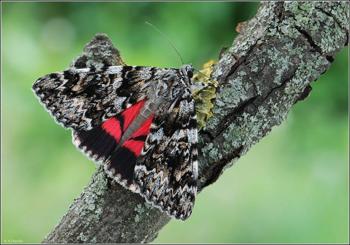 совка,catocala,promissa, Александр Чувилин