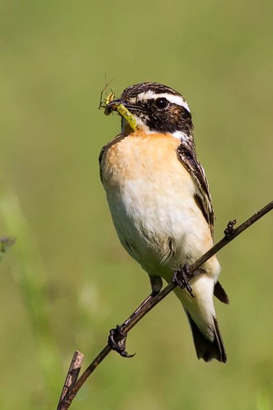 Кормилец. фото превью