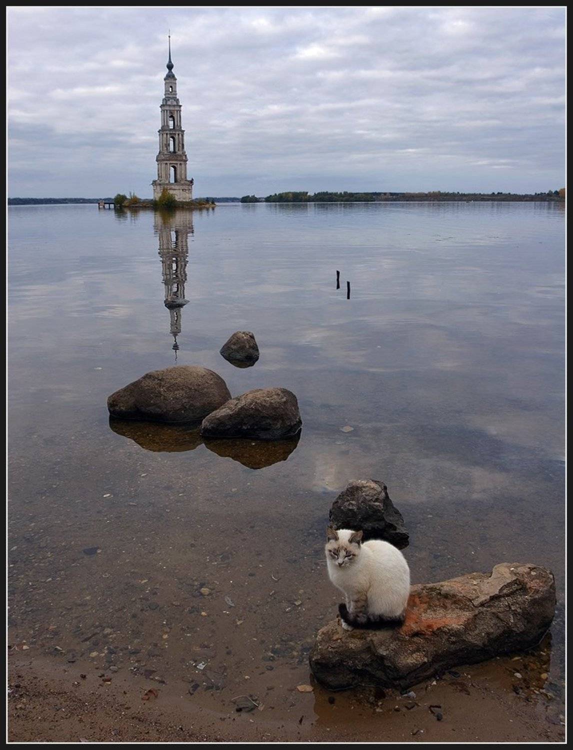вечер, кот, колокольня, Олег Дунаев