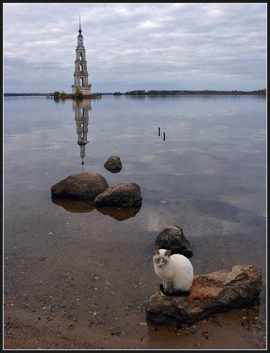 Кот и Колокольня.