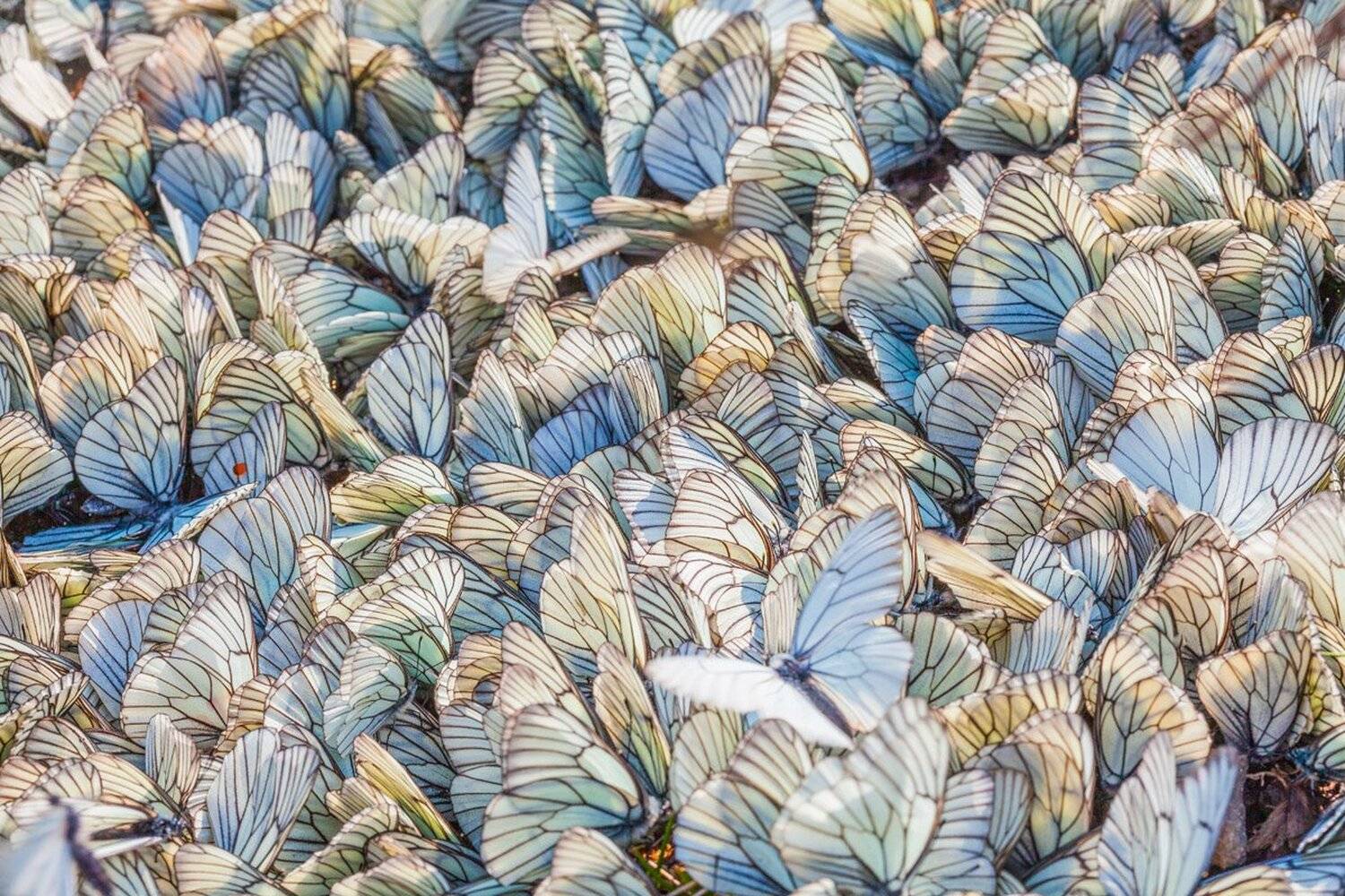 бабочки, ковёр, урал, макро, лес, тайга, Konstantin Mironov