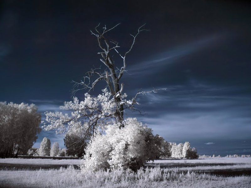 Пейзаж с деревом фото превью