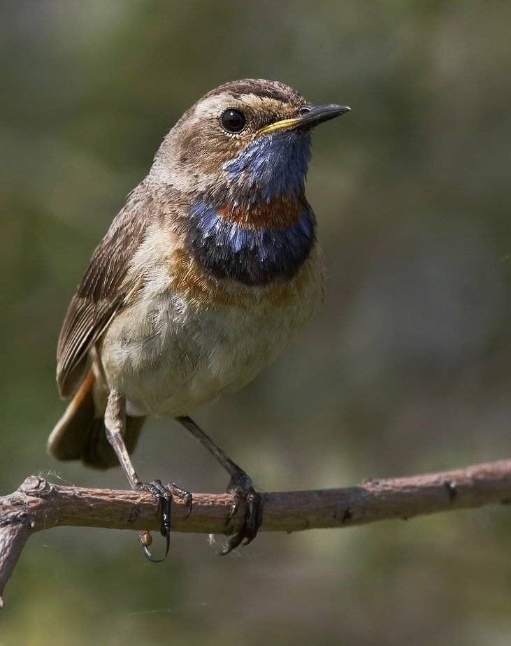 варакушка, Ляпустин Юра