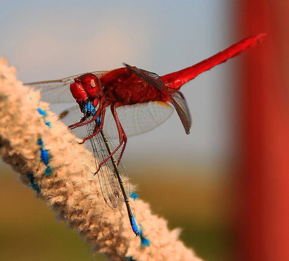 , Игорь Олейник