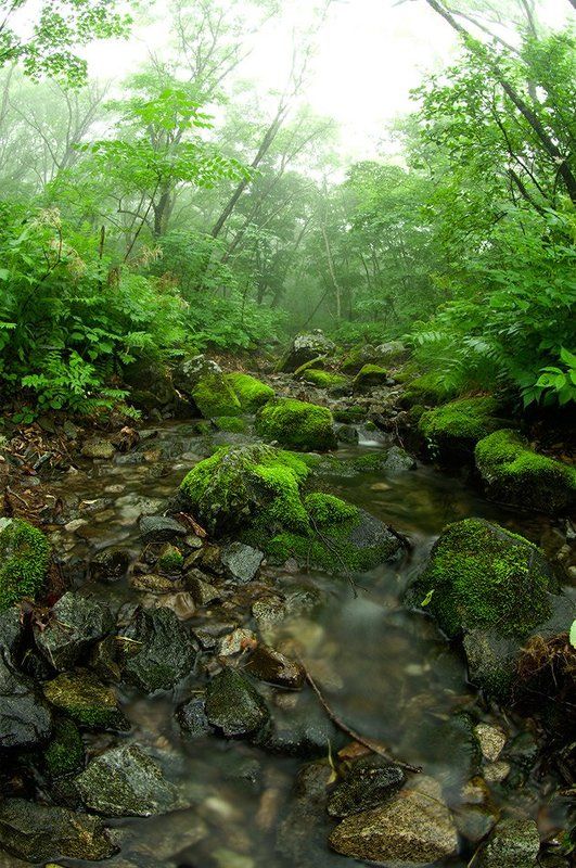 ручей, туман, распадок, приморье, лес, природа, пейзаж В распадке... фото превью