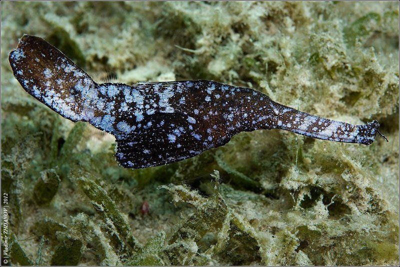 solenostomus, cyanopterus, robust, ghost, pipefish, травяной, трубкорыл, красное, море, египет, дахаб - Я тучка-тучка-тучка, я вовсе не медведь... фото превью