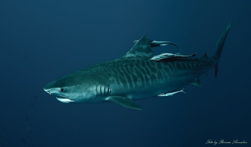 Tiger фото превью