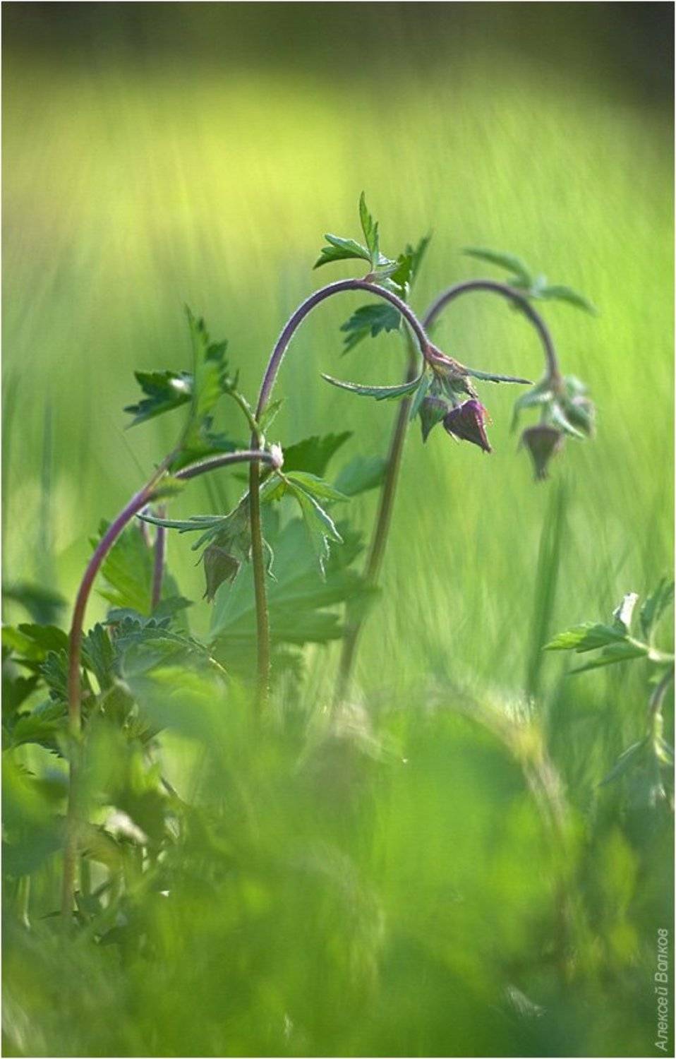 гравилат, Алексей Волков