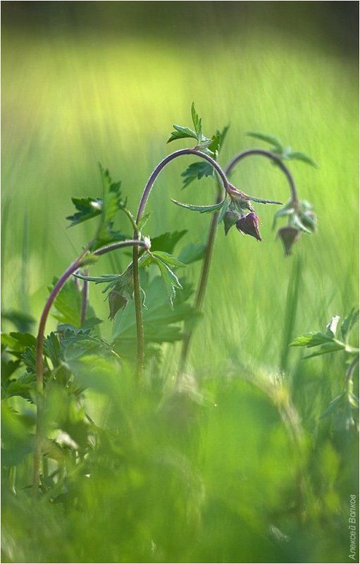 гравилат Больше не наливать фото превью