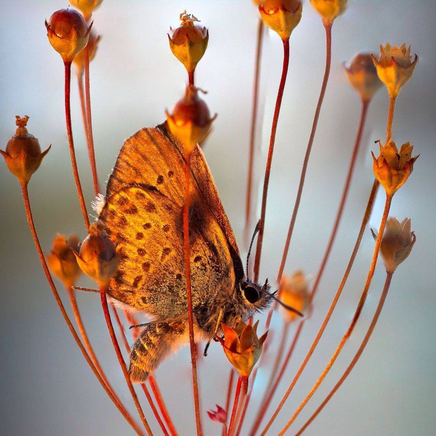 , Качурин Алексей