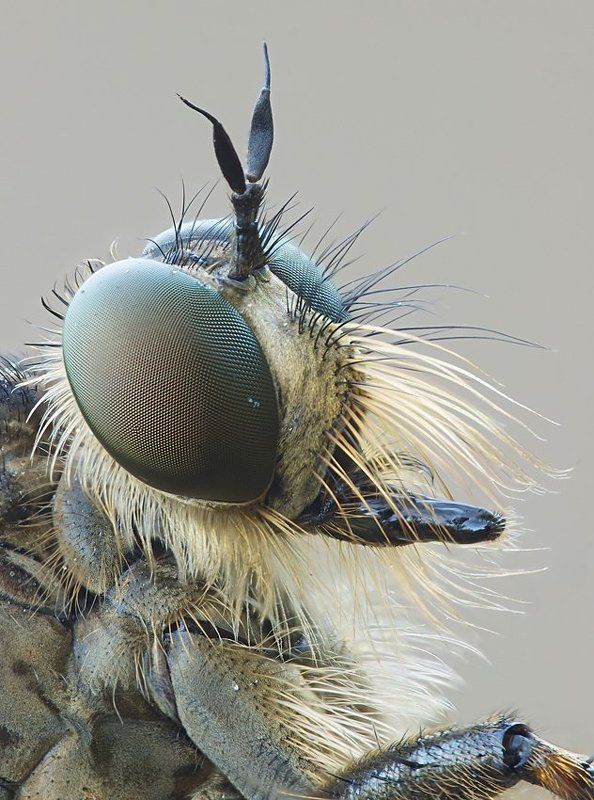 портрет ктыря фото превью