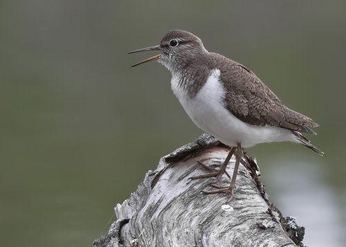 кулик-перевозчик.