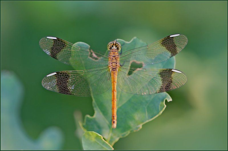 Брошечка. фото превью