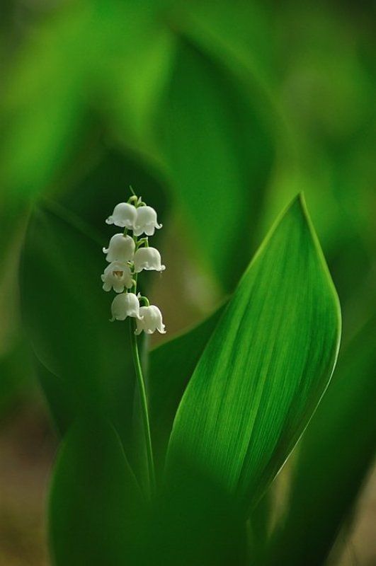 :-)  фото превью