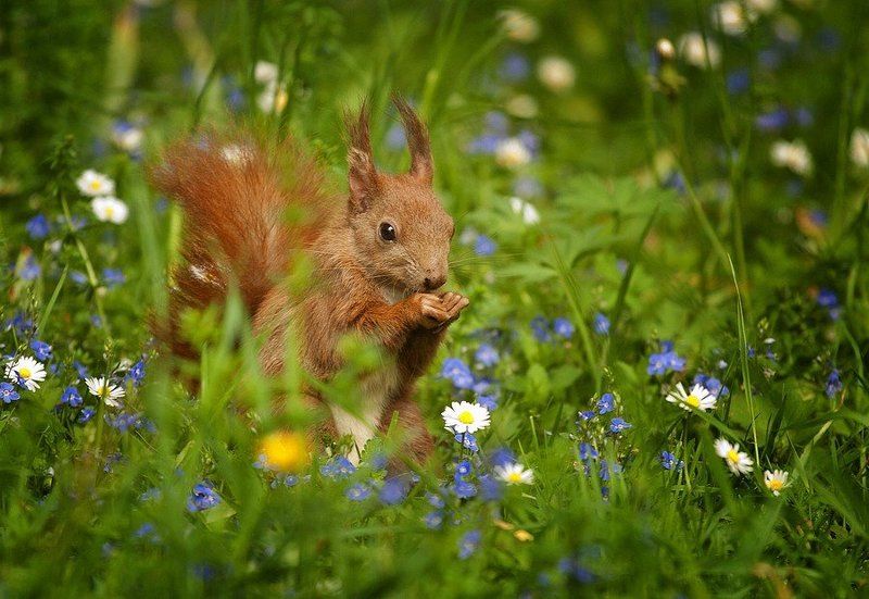 kozdas Model фото превью