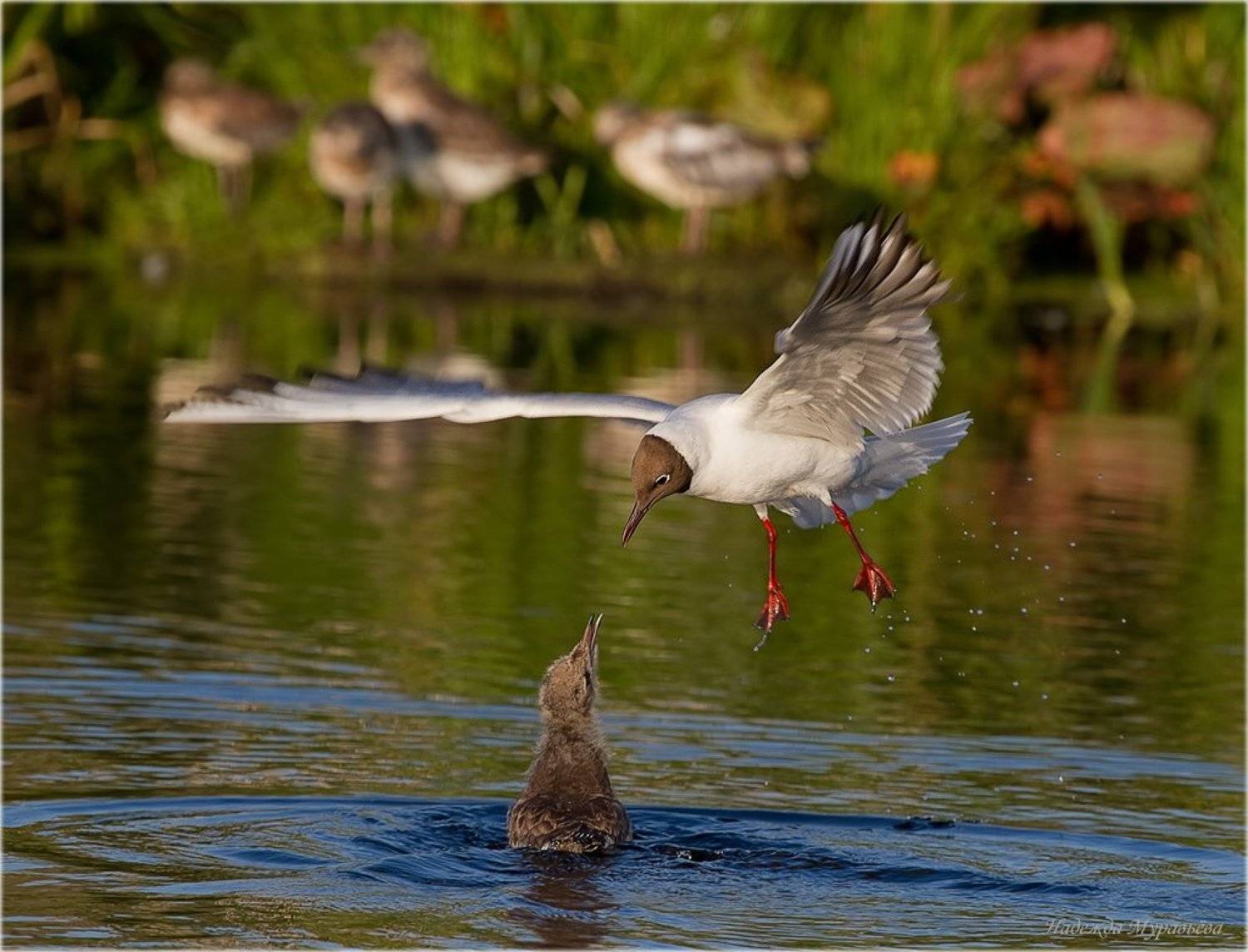 озерная, чайка, (l., ridibundus), Надежда Муравьёва
