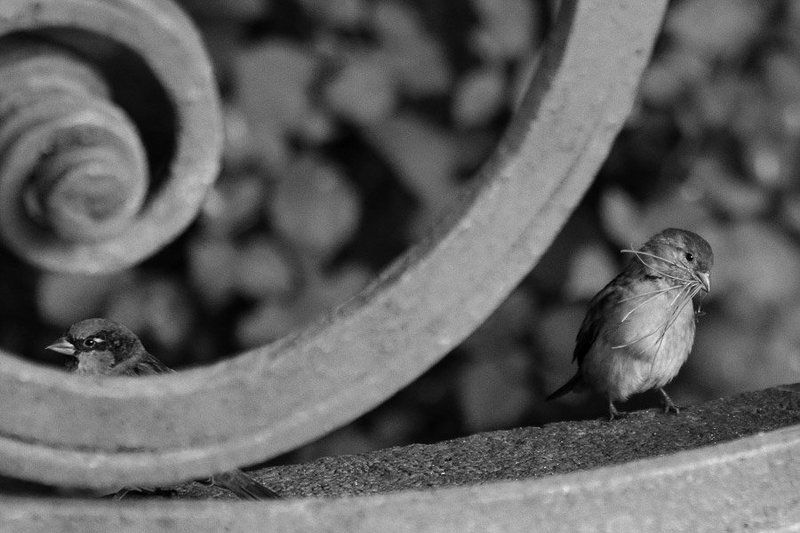 Ухажер фото превью