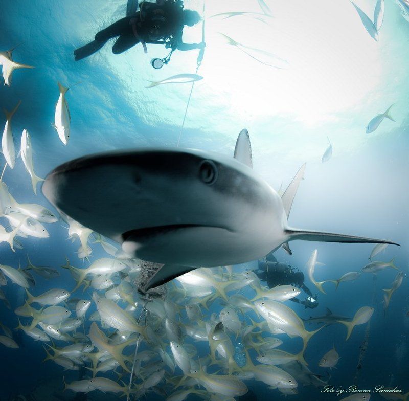 Любопытсво не порок ... фото превью