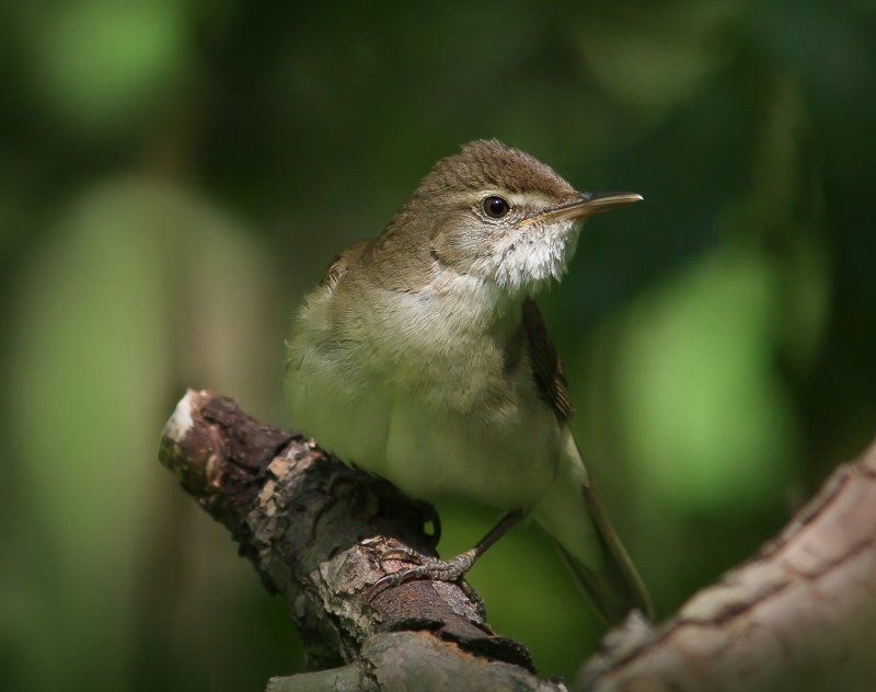 Камышевка. фото превью
