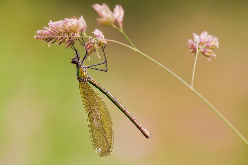 dragonflay фото превью