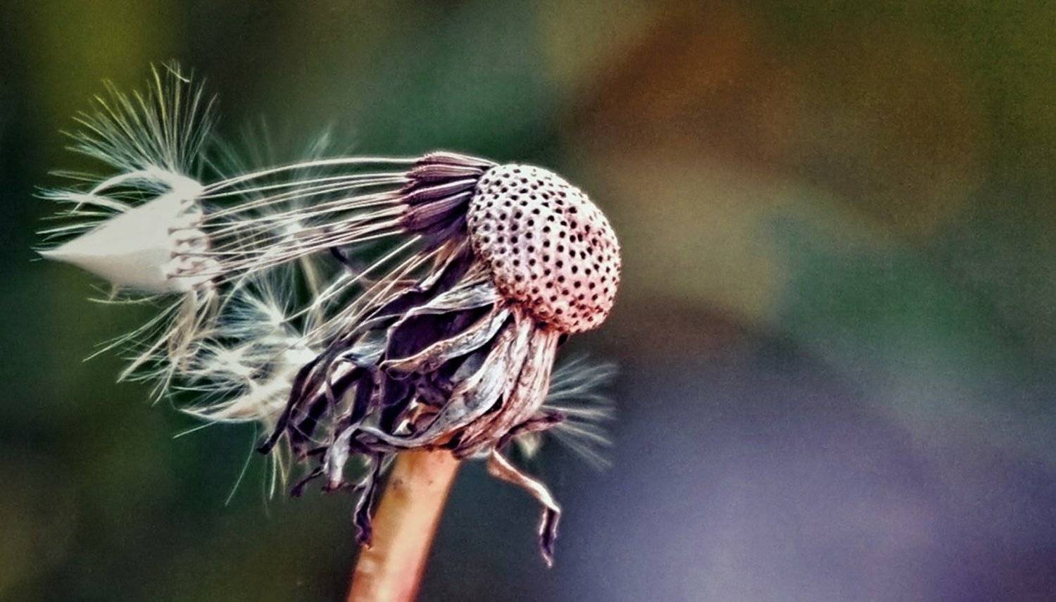 , Андрей Краснопольский