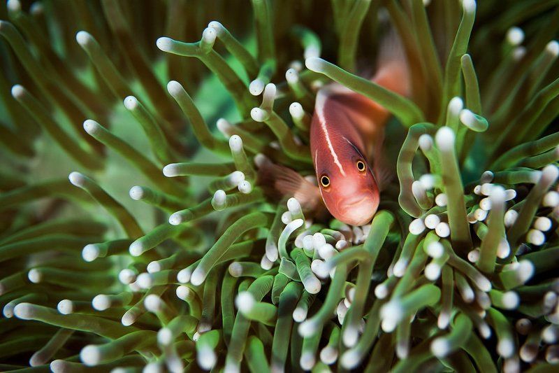 бали, индонезия, клоун Внимание, улыбочку! фото превью