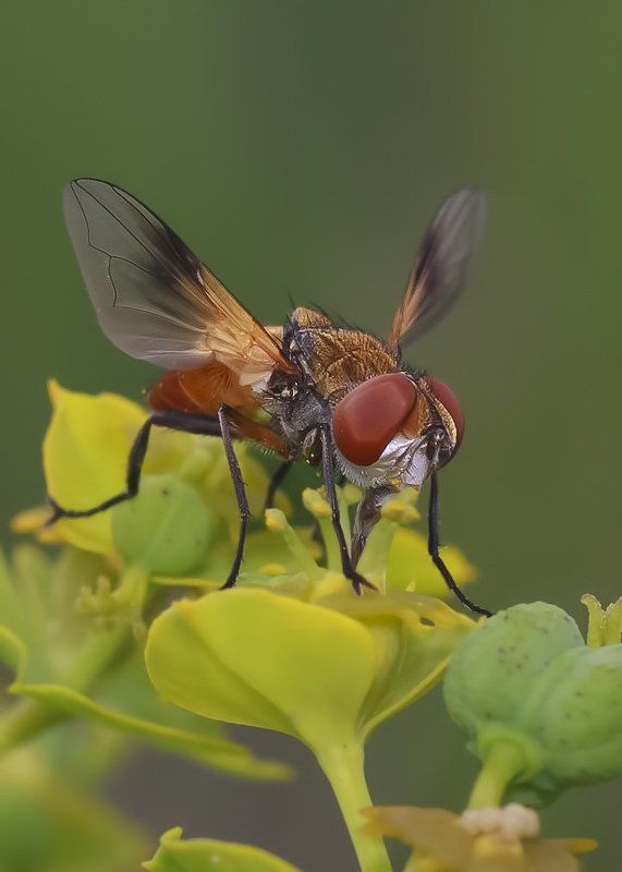 ежемуха Тахина фото превью