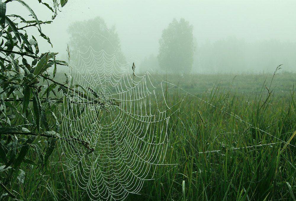 , Николай Морский