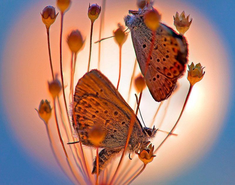 Беседы на ночь!!! фото превью