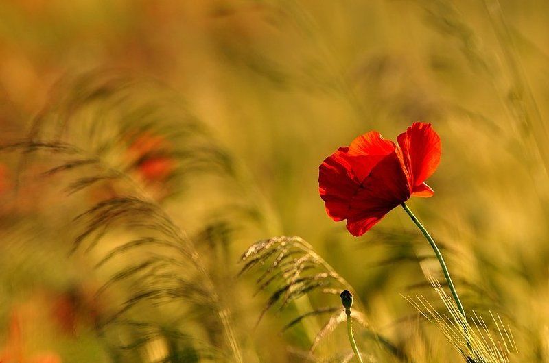 Mak I фото превью