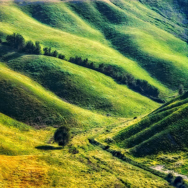 tree,waves ~~~i~~~ фото превью